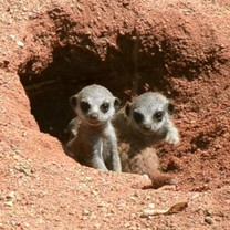 Three Meerkat Cubs